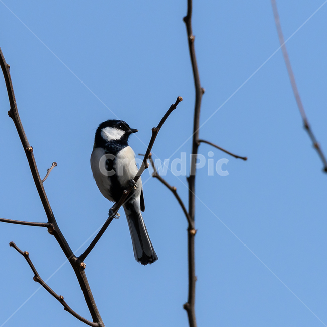 animal,동물,bird,새,박새,chick,파란,blue,하얀색,white,나무가지,treebranches,동물,animal,조류,새,birds