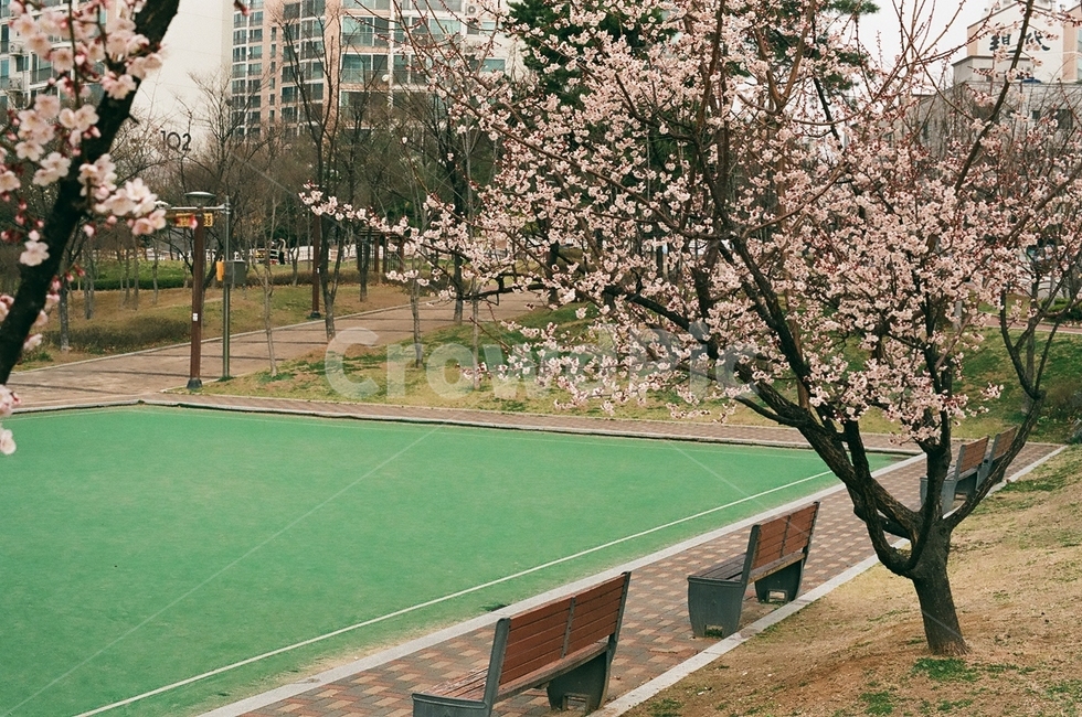 봄,벚꽃공원,공원,벚꽃,산책,봄,계절,spring,season