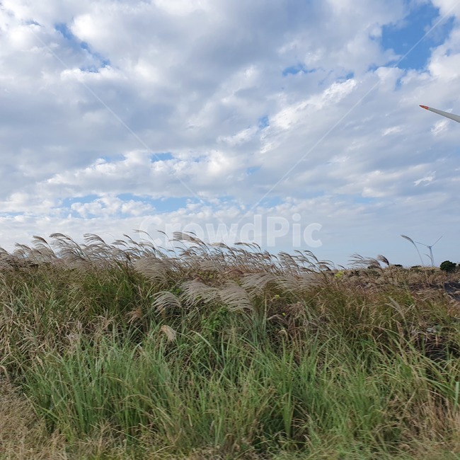 plant,식물,grass,lawn,잔디,갈대,자연,옥외,하늘,구름,sky