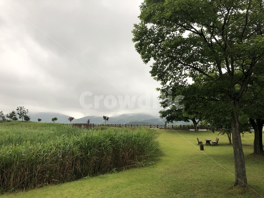 grass,잔디,plant,식물,outdoors,옥외,자연,숲,nature,나무,생태공원,공원,흐림,구름,날씨,먹구름,녹색,갈대,밭,자연,풍경,nature,landscape