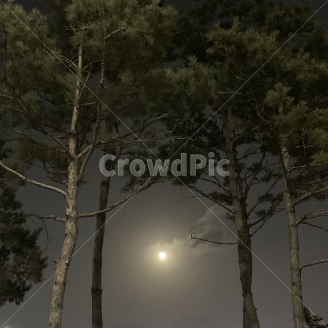 감성,감성사진,밤하늘,달,나무,야경,밤,풍경,nightscape,night,landscape,nature,자연,tree,plant,식물