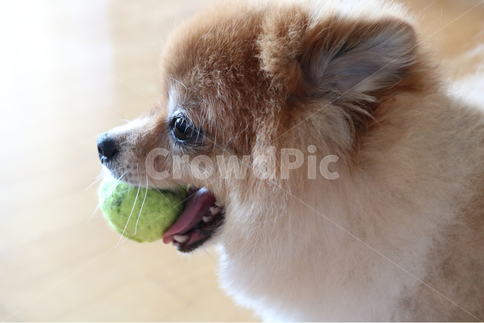 강아지,포메라니안,dog,puppy,곰돌이컷,포메라이언,adog,cute,adorable,active,animal,play,playwithdog,pomeranian,귀여운,사랑스러운,개,활기찬,행복한,동물,반려견,포유류,mammal,doggy,동물,animal,포유류,mammal,개,강아지,dog,doggy