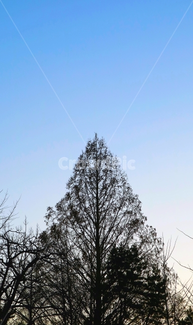tree,shadow,silhouette,sky,landscape,nature,seoul,city,서울,도시,풍경,나무,실루엣,그림자,식물,자연,plants,nature,나무,trees,wood