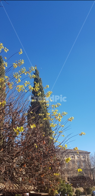그라나다,꽃,달,하늘,궁전,알함브라,granada,flower,moon