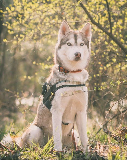 반려견,허스키,봄,개,husky,반려동물,대형견,중형견,siberianhusky,dog,동물,animal,포유류,mammal,개,강아지,dog,doggy