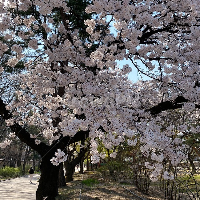 plant,식물,flower,꽃,blossom,cherryblossom,벚꽃,나무,벚꽃나무,봄,spring,park,산책,공원