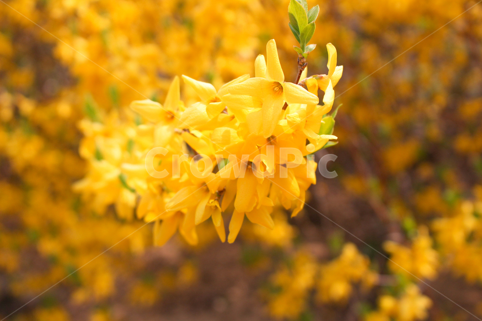 개나리,개나리꽃,봄,노란,yellow,forsythiaflowers,forsythia,flowers,클로즈업,closeup,식물,자연,풍경,공원