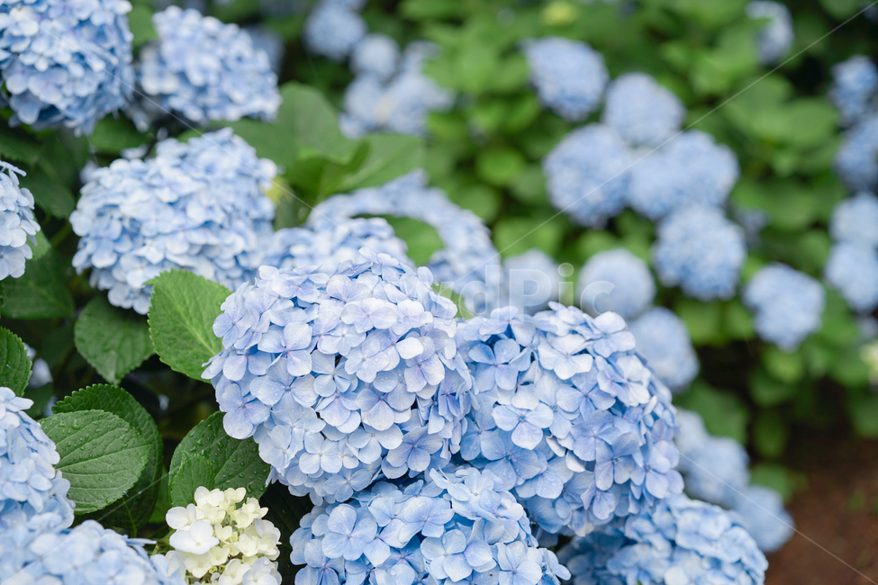 꽃,수국,hydrangea,flower,꽃밭,식물,자연,plants,nature,꽃,flower