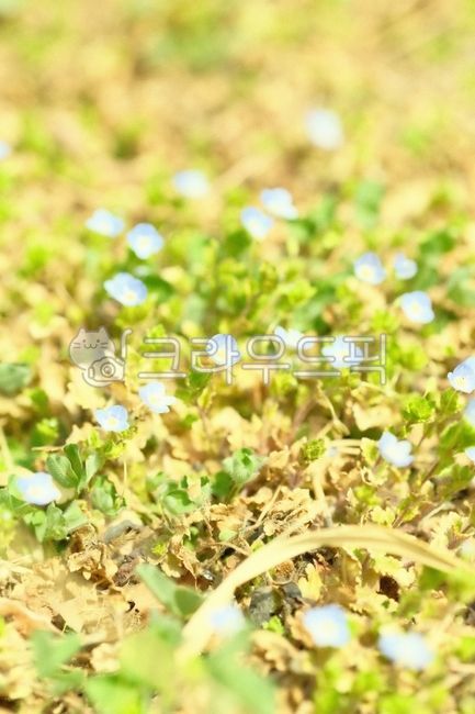 싹,새싹,봄싹,봄새싹,새순,근접,접사,보케,야생화,자연,plants,nature,감성,flower,blossom,잎,식물,잎사귀,봄,계절,아웃포커싱,배경흐림