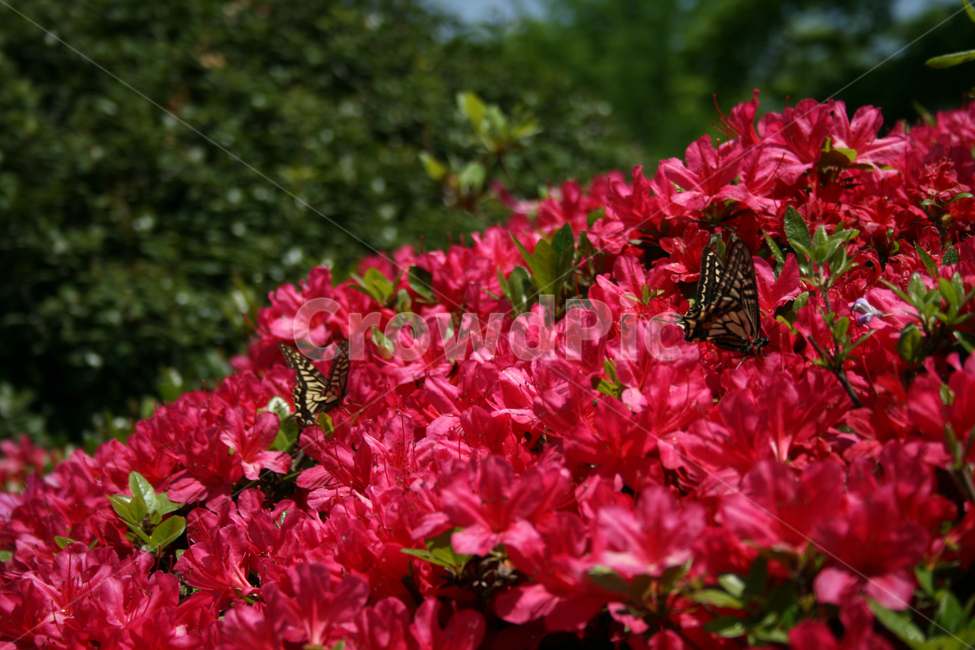 철쭉,꽃,붉은꽃,나비,검은나비,식물,flower,butterrfly,식물,자연,plants,nature,꽃,flower,동물,animal,곤충,벌레,insect,bug