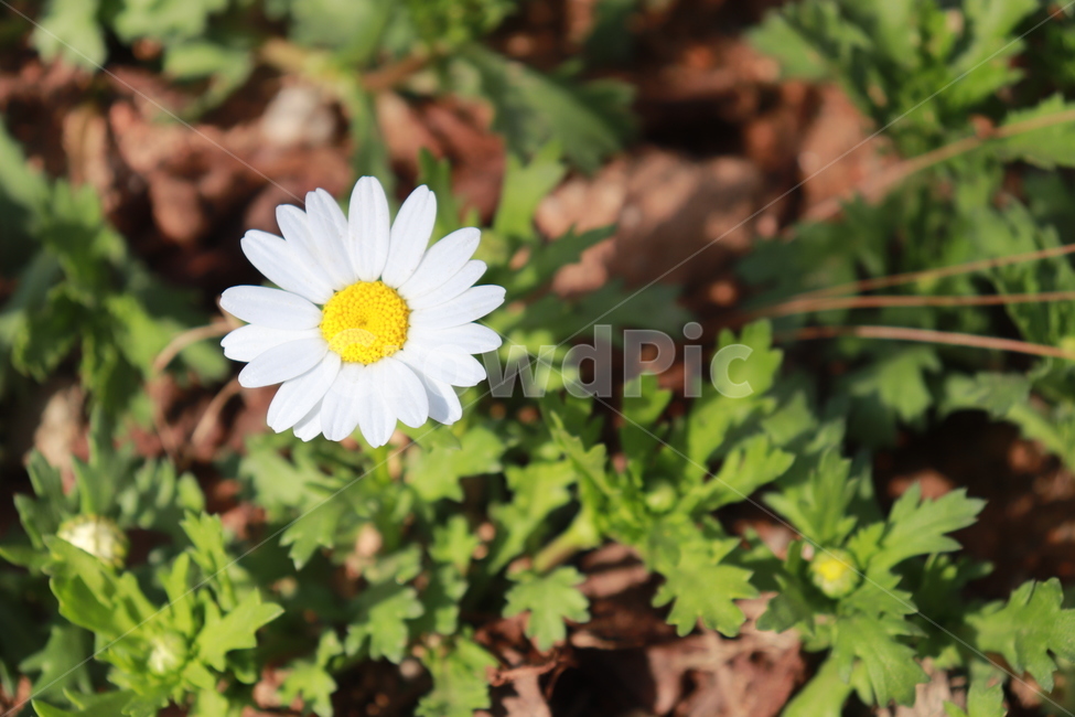 꽃,자연,아름다운,봄,풀,식물,자연,plants,nature,꽃,flower