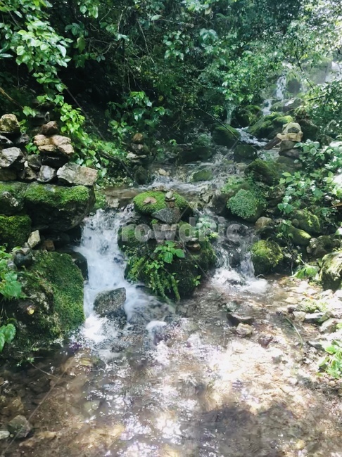 물,식물,자연,nature,outdoors