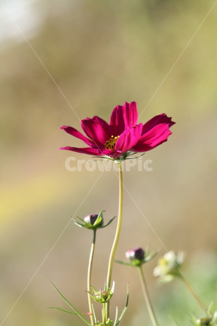코스모스,꽃,식물,가을꽃,cosmos,가을,계절,fall,autumn,season,식물,자연,plants,nature,꽃,flower,plant