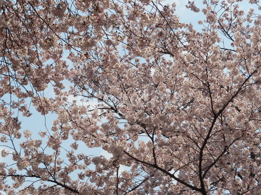벚꽃,나무,식물,아름다움,분홍,풍경,꽃송이,cherrytree,plants,beauty,pink,scenery,blossoms