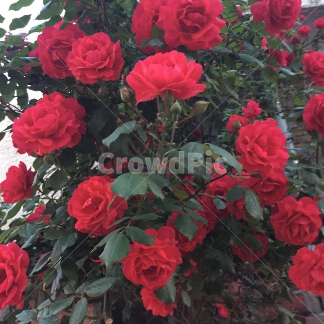 장미,꽃,분위기,rose,flower,어두운,몽환