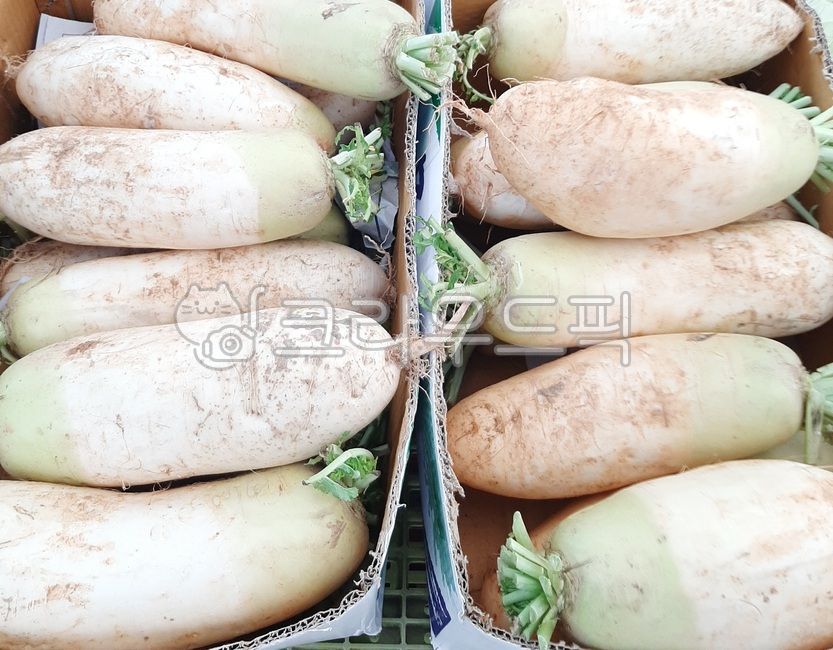 plant, 식물, radish, 무, food, 사진,이미지,일러스트,캘리그라피 - wideart작가