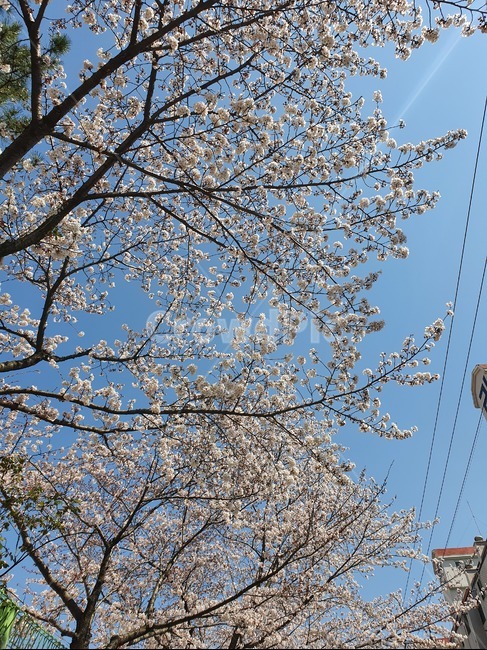 plant,식물,하늘,파란,경치,풍경,꽃,벚꽃,봄,날씨,따뜻,만개,꽃봉오리,벚나무,cherryblossom,spring,weather,warm,sky,blue,flower,tree