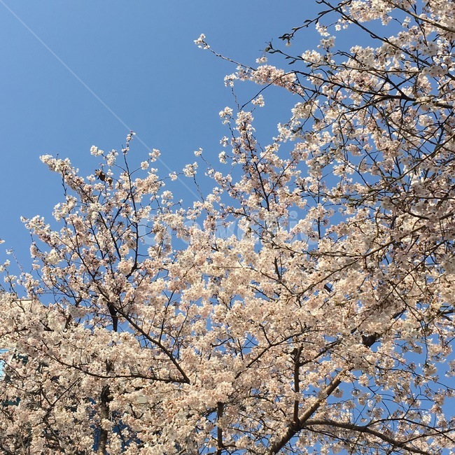 봄,벚꽃,벚꽃나무,하늘,봄꽃,spring,season,봄,계절,spring,season,plant,식물,flower,꽃,blossom