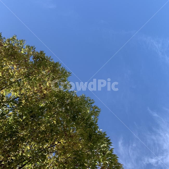 green,plant,식물,tree,나무,초록,자연,풍경,nature,landscape