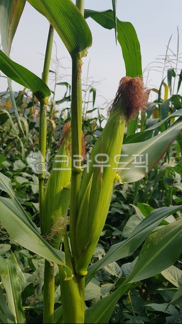 옥수수,괴산대학찰옥수수,찰옥수수,대학찰옥수수,음식,곡물,corn,grain