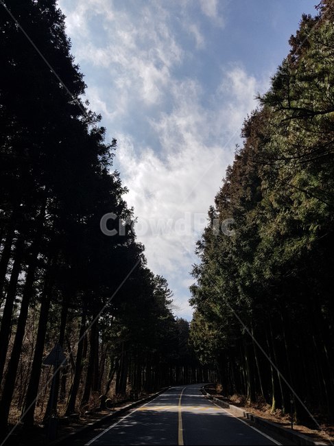 도로,하늘,나무,식물,plant,tree,street