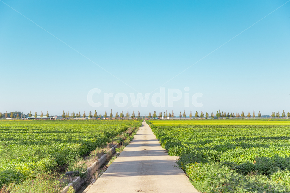 나무,들판,도로,직선,trees,greenfields,highway,straightroad,가로수,streettrees,하늘,sky,자연,풍경,nature,landscape