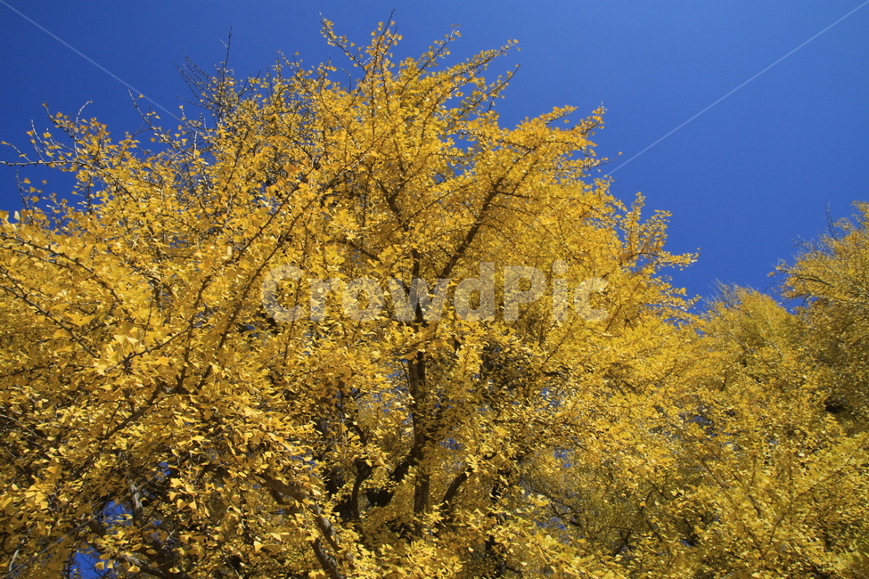 은행,노란,하늘,가을,풍경,가을,계절,fall,autumn,season,자연,풍경,nature,landscape,tree,나무,plant,식물,conifer,구과 식물