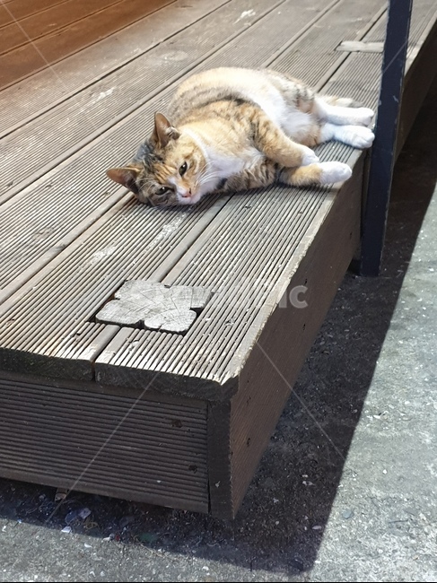 고양이,cat,나른한,삼색,눕다,동물,animal,아련한,귀여운,동물,animal,포유류,mammal,고양이,cat,kitten,kitty