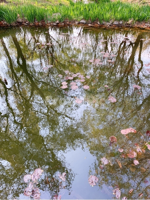 대구수목원,수목원,연못,반영,숲길,반영효과,비침,반사,나무,꽃잎