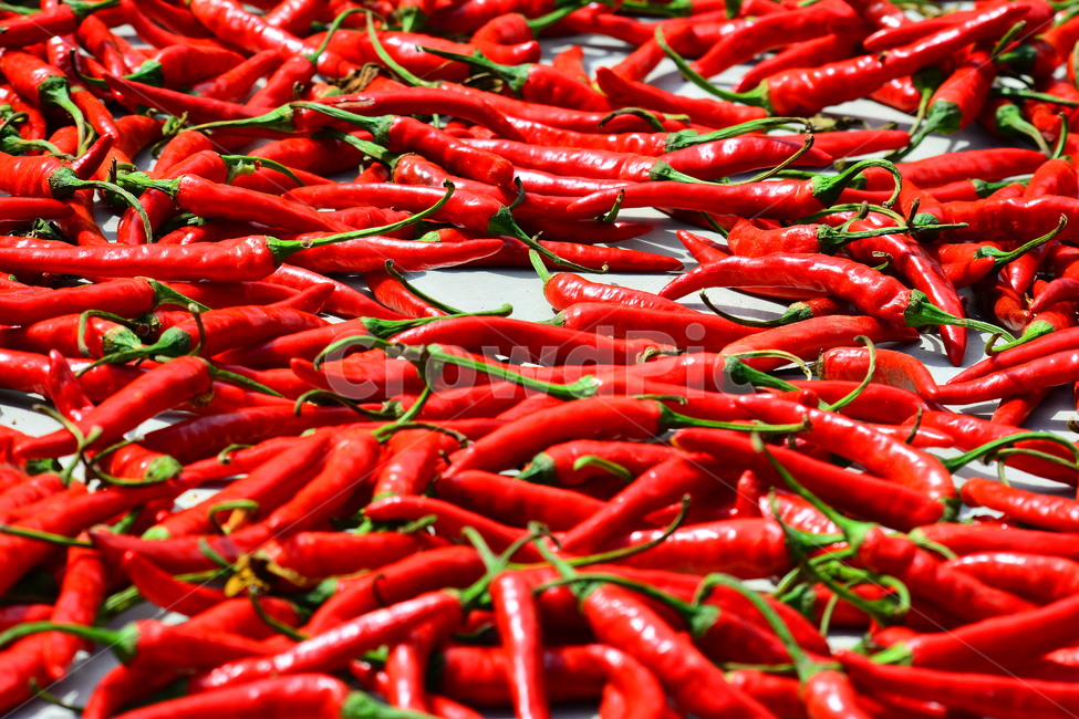 고추,매운맛,고추말리기,향신료,건조,빨간고추,양념,capsaicin,캡사이신,한국적,꼭지,씨앗,수확,결실,태양초,김치양념,고춧가루,고추장,잘익은,붉은,빨강색,레드,red,chilipepper,칠리페퍼,맵다,건강식품,맛,korean,음식,식재료,요리,food,cook,meal,dishes,food reserves,채소,야채,vegetables