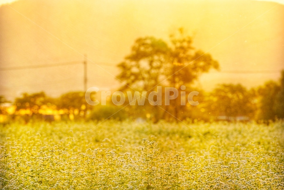 field,들,옥외,grassland,outdoors,자연,countryside,농촌,rural,farm,한지방,meadow,목초지,노을