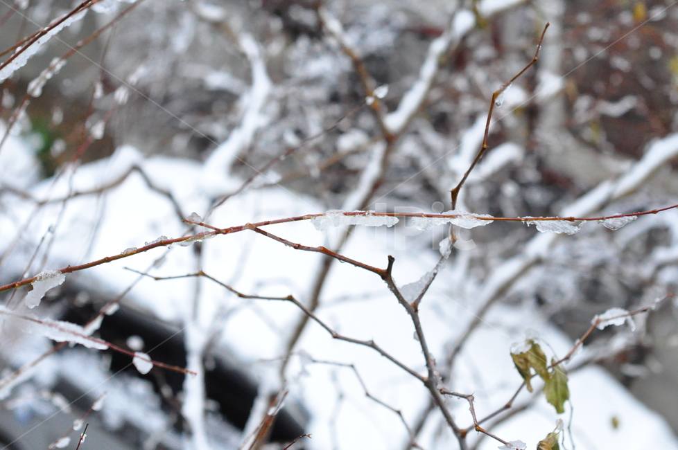 겨울,함박눈,눈,첫눈,나무가지,가지,나무,겨울,계절,winter,season
