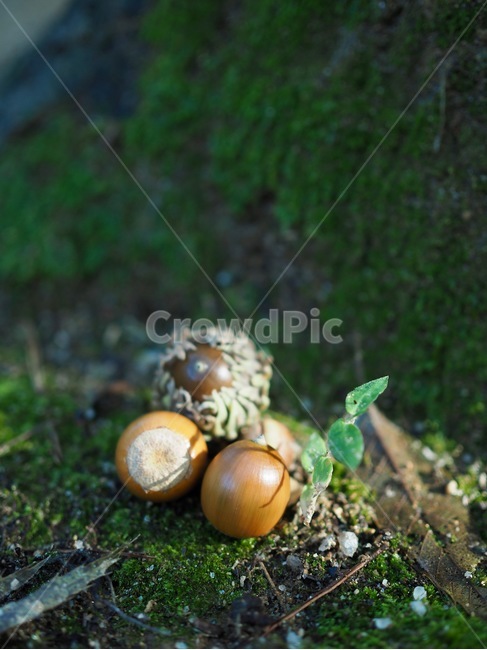 도토리,숲,녹색,배경,가을,자연,한국,이끼,acorn,forest,green,background,autumn,nature,korea,koreanacorn,moss,음식,food,과일,열매,fruit