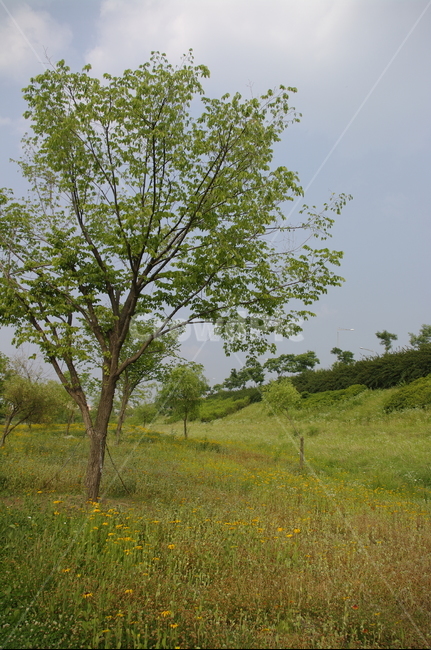 나무,풍경,식물,plant,하늘,들꽃