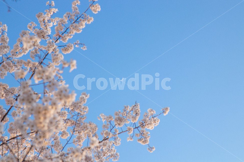plant,식물,blossom,꽃,벚꽃,cherryblossom