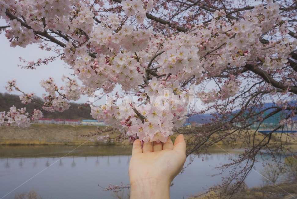 벚꽃,봄,꽃,나무,tree,봄,계절,spring,season,plant,식물,flower,blossom