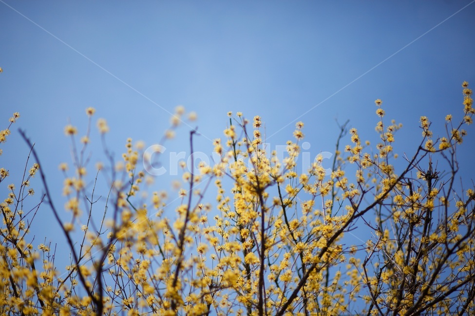 산수유,꽃,봄,산수유꽃,꽃놀이,봄,계절,spring,season