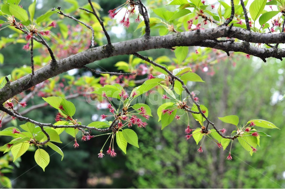 꽃잎,나무,가지,푸르름,자연,식물,자연,plants,nature,나무,trees,wood