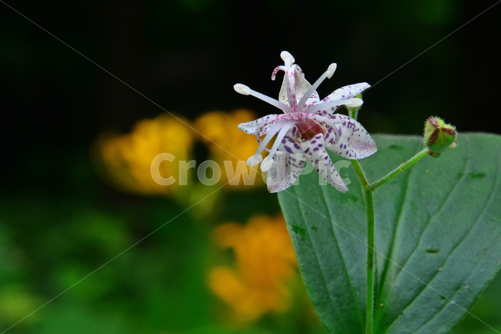 plant,식물,blossom,flower,꽃,야생화,뻐꾹나리꽃,뻐꾹나리,흰뻐꾹나리