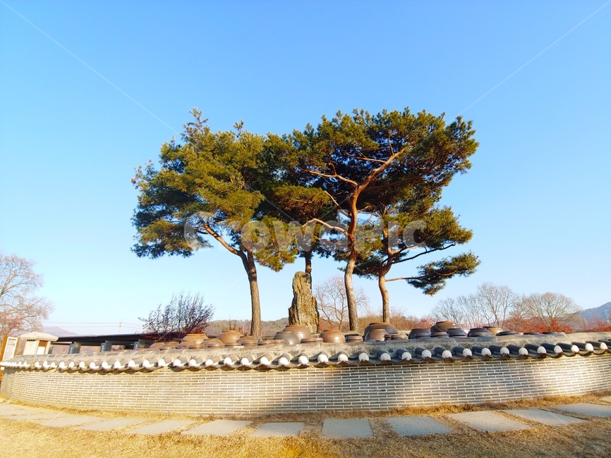 풍경,하늘,나무,담장,파란,자연,풍경,nature,landscape,한국자연풍경,한국자연경관,korea nature landscape,plant,식물,tree,tree trunk,나무 줄기