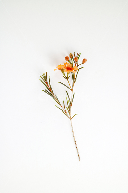 꽃,식물,꽃송이,왁스플라워,배경,백그라운드,꽃봉오리,flower,nature,flora,background,꽃,flower