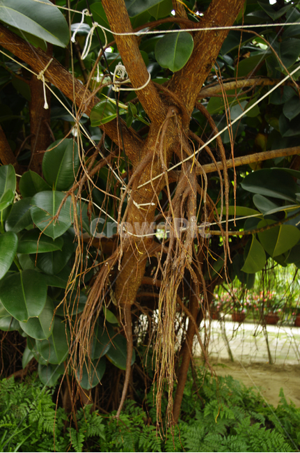 식물,나무,plant,잎,tree,식물,자연,plants,nature,나무,trees,wood