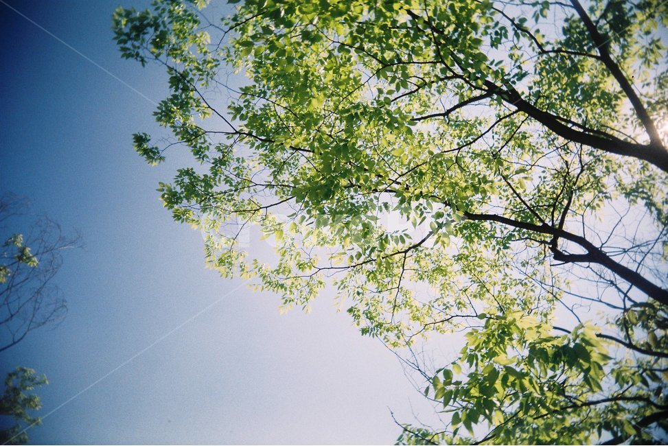 풍경,나무,하늘,청량감,푸르른,푸른,초록,식물,자연,plants,nature,나무,trees,wood,휴식,힐링,rest,relaxation,healing