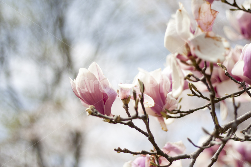 목련,자목련,꽃,자연,꽃잎,flower,plant,식물,식물,자연,plants,nature,꽃,flower
