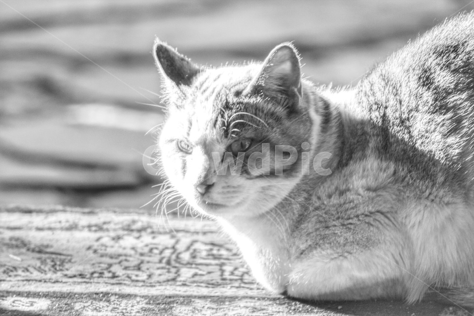 pet,animal,동물,고양이,길고양이,포유류,cat,동물,animal,포유류,mammal,고양이,cat,kitten,kitty