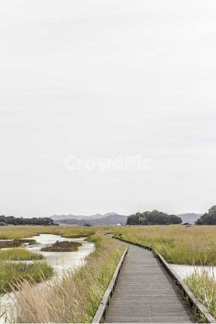 우음도,갈대,가을,감성,풍경,길,자연,풍경,nature,landscape,한국자연풍경,한국자연경관,korea nature landscape,boardwalk,산책로,building,건물,bridge,다리,water,물