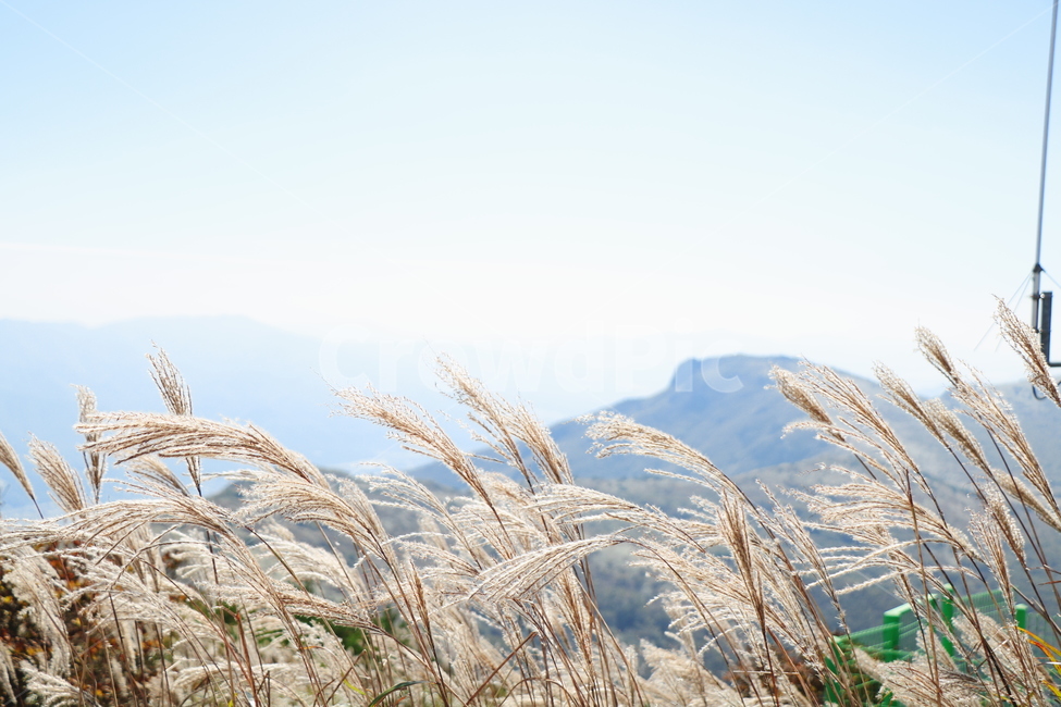 신불산,갈대,억새,갈대밭,억새밭,영남알프스,식물,가을,계절,fall,autumn,season,plant,grass,잔디