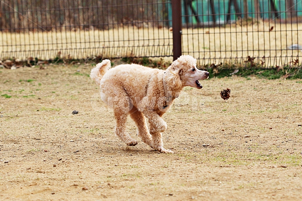 스텐다드푸들,개,애완견,운동,배경,동물,animal,포유류,mammal,개,강아지,dog,doggy