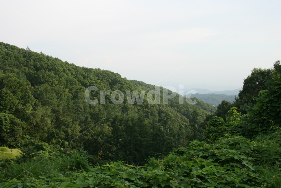 산뷰,산,숲속,산맥,초록색,청명함,자연,풍경,nature,landscape,outdoors,옥외,vegetation,초목,plant,식물