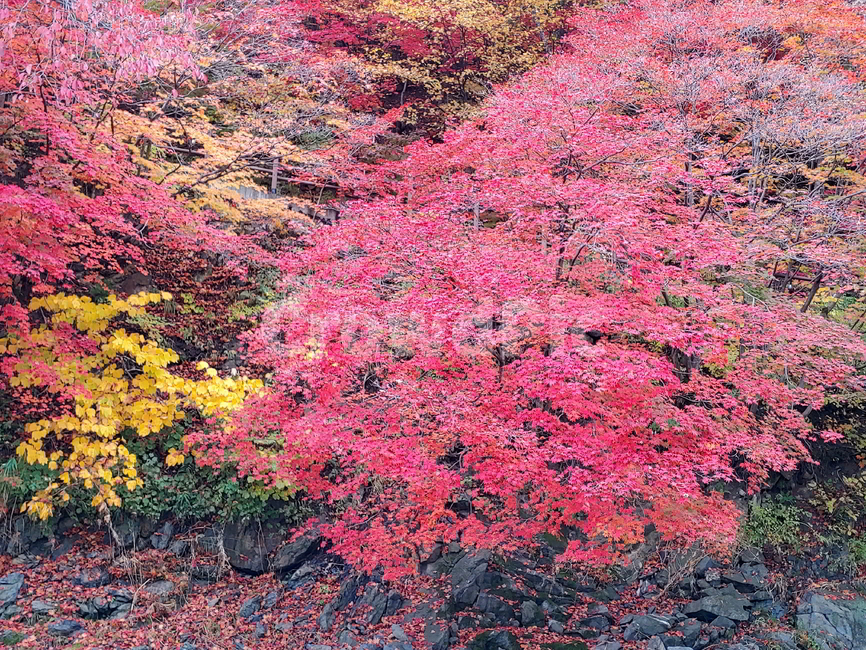 단풍,가을,물,나무,빨강단풍,가을,계절,fall,autumn,season,자연,풍경,nature,landscape,plant,식물,leaf,잎,tree,maple